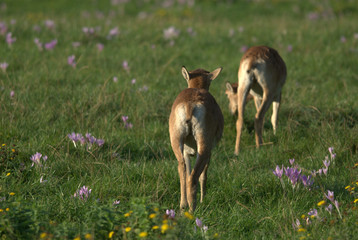 Mufflon Schaf