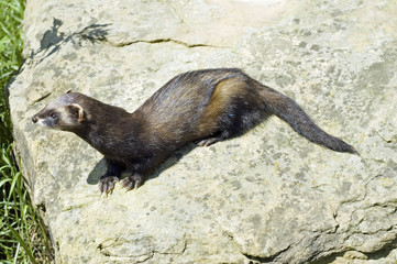 Polecat