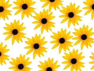 Rudbeckia blossoms on white background
