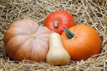 Kürbisse auf Stroh 153