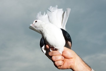 White dove