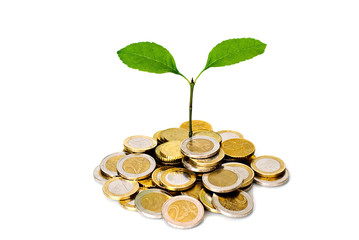 Little plant and euro coins