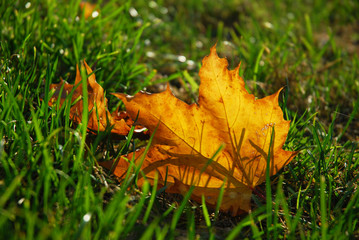 autumn leaf in grass