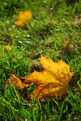 autumn leaf in grass