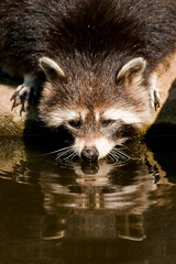 Waschbär