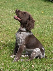 Kleiner M&uuml;nsterl&auml;nder