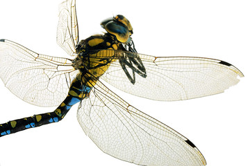 Libelle (Odonata)