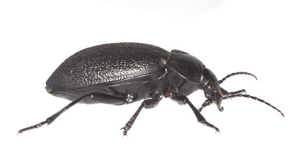 Ground beetle (Carabus coriaceus)