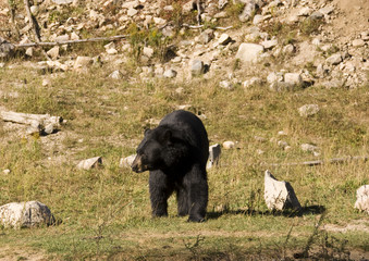 black bear
