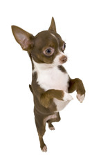chocolate chihuahua standing up isolated