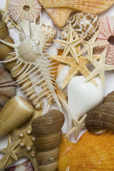 Fondo de Animales Marinos