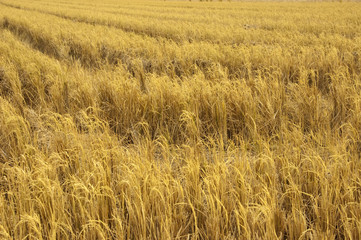 Harvesting.