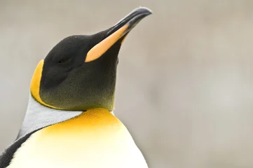 Foto op Plexiglas anti-reflex King Penguin Facing Skywards © Rich Lindie