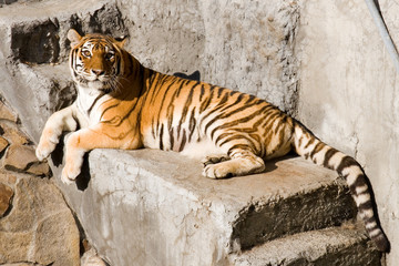 Amur tiger lays at stone steps
