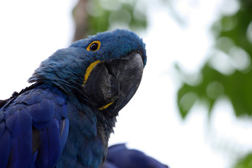 ara hyacinthe, anodorhynchus hyacinthinus