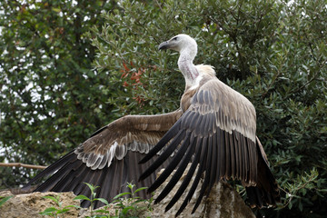 vautour fauve, gyps fulvus