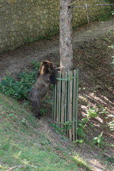 orso bruno