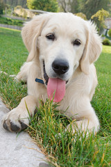 young retriever golden dig