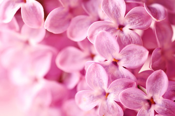 beautiful lilac background