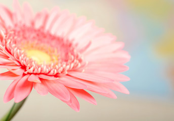 Obraz na płótnie Canvas Closeup photo of pink daisy-gerbera.
