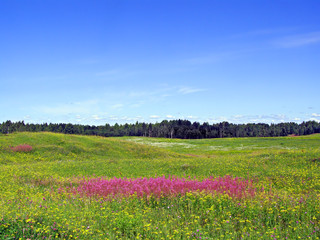 Fototapeta na wymiar lilac flowers on field