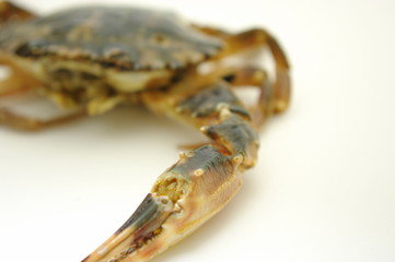 捕まえたことを・・・ホントにすまないと思う