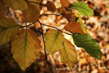 herbsliches buchenlaub
