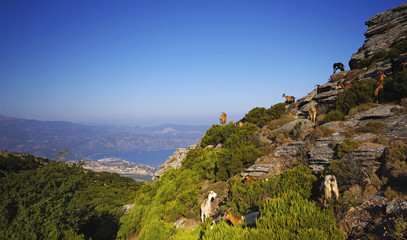 chèvres au sommet de Serra di pigno et cap corse