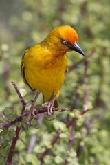 Cape Weaver Bird