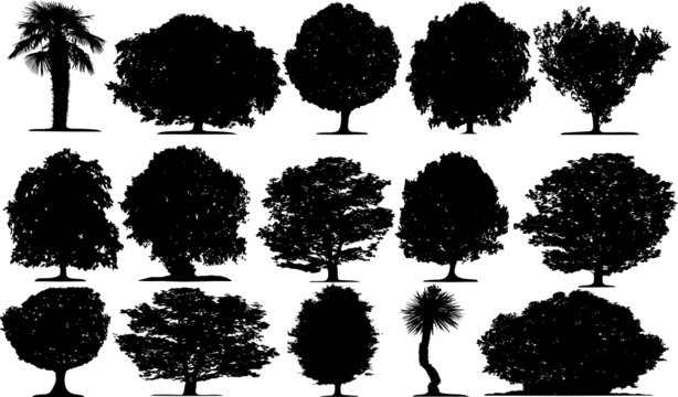 Trees vector on white background