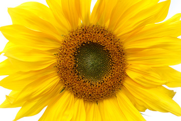 Obraz premium Beautiful yellow Sunflower