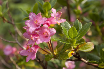 Rhododendron hirsutum, Ericaceae