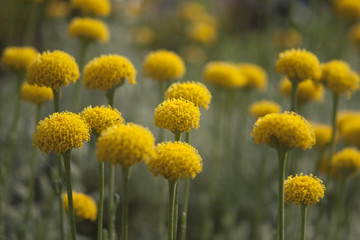 Santolina chamaecyparissus, Asteraceae