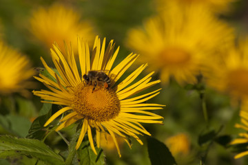 Inula barbata, Asteraceae
