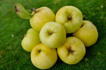 apples on green grass