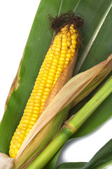 maiskolben mit blättern