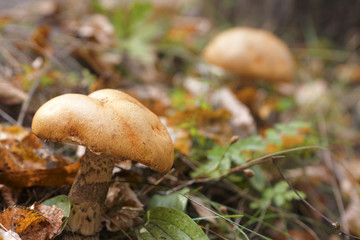 Orange-cap boletus