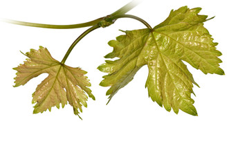 Fototapeta premium Vine isolated on white background