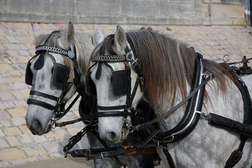 Attelage de chevaux © Souchon Yves