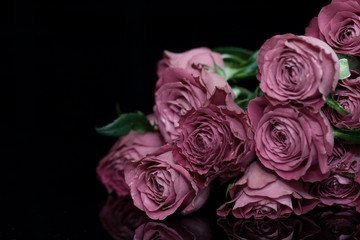Violet roses