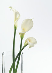 Calla in Vase