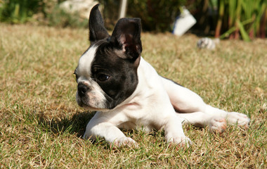 Fototapeta premium chiot Boston Terrier