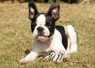 Fototapeta premium chiot Boston Terrier