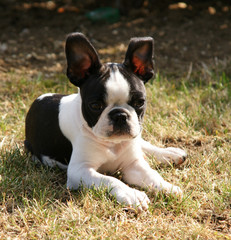 chiot Boston Terrier