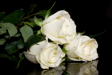 White rose