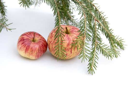 Two apples and the Cristmas tree branches