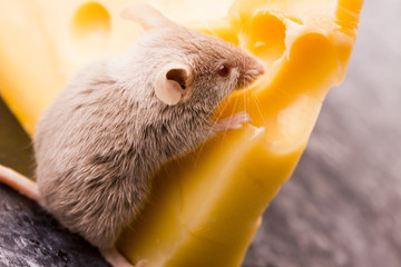 Mouse in cheese
