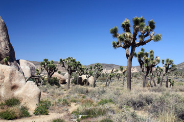 Joshua Tree National Park, Kalifornien, USA