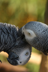 Obraz premium schmusen