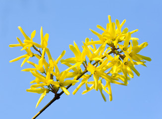 yellow flowers (Forsythia)